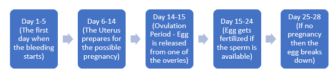 Monthly Cycle